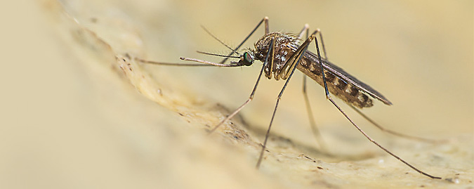 West Nile Virus Trani