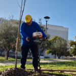 Parco dell’Umanità, a Barletta dieci nuovi alberi